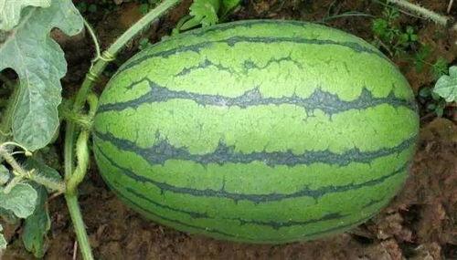 几月几日吃大瓜,揭秘那些月那日的大瓜事件