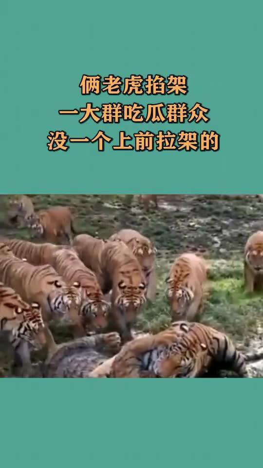 大老虎下山吃瓜,意外邂逅夏日瓜果盛宴