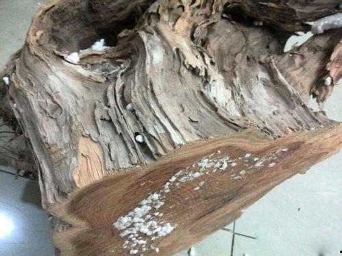 怎么看崖柏老料,岁月沉淀的艺术瑰宝