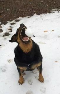 网红小狗在雪地照片真实,网红小狗的冬日浪漫瞬间