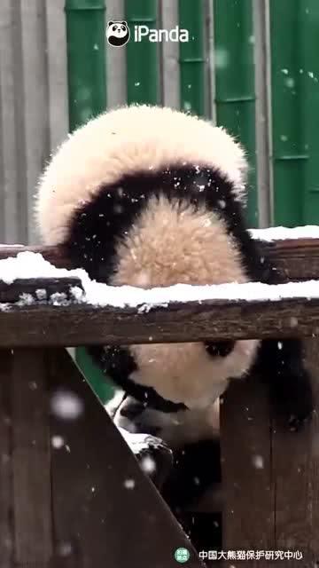 吃瓜小熊2025,吃瓜小熊的瓜界风云录