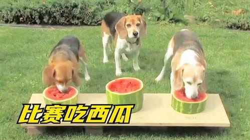 吃瓜狗是什么狗,探寻网络流行语的起源与魅力