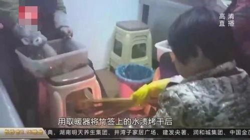 盲目的追网红,揭秘网络潮流背后的真相