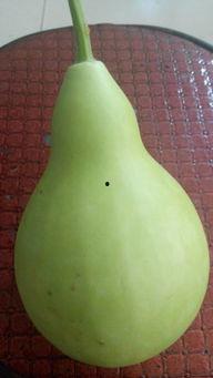 孕期可以吃葫芦瓜吗,孕期适量食用葫芦瓜有益健康