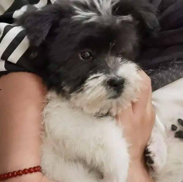 网红犬哈尼是什么品种,探寻其独特品种之谜