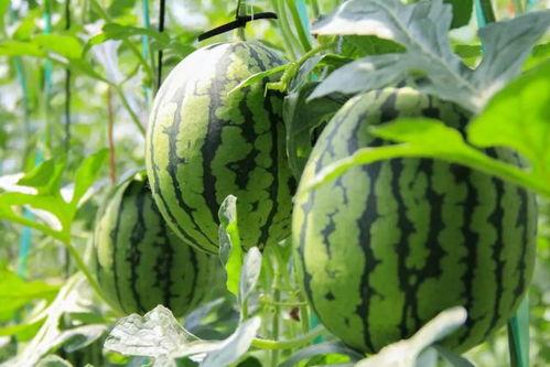 吃瓜群众摘瓜人是谁,揭秘网络热词背后的神秘人物