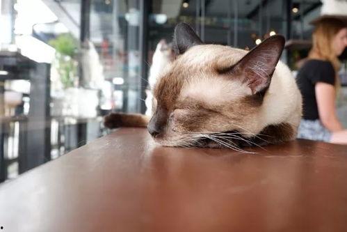 上海猫咪网红店,揭秘上海猫咪网红店的魅力之旅