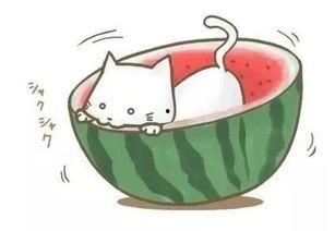 喵喵球吃瓜