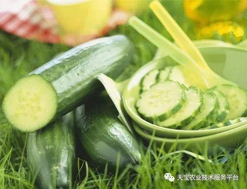带你吃瓜蔬菜,带你领略瓜果蔬菜的缤纷世界