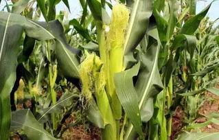 扶墙吃瓜,揭秘娱乐圈背后的那些事儿