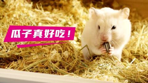 吃瓜小熊仓鼠,揭秘萌宠界的“吃瓜达人”