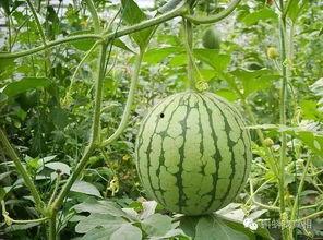 吃瓜大盘点,揭秘娱乐圈幕后真相与热点事件