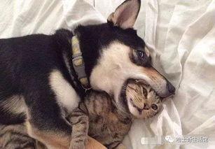 狗子的最新爆料图片视频,最新图片视频揭秘幕后真相