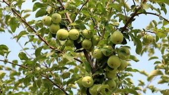 树下吃瓜图片童年图,树下吃瓜的悠闲时光