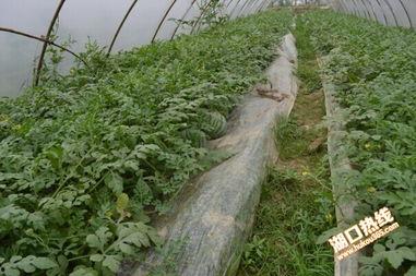 吃瓜天水武山县,天水武山特色农产品之旅